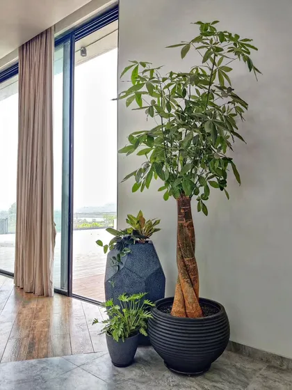 We love finding the perfect plant and pot combinations for our clients. Here, a braided Pachira in a modern black planter is paired with other smaller plants to create a stylish and cohesive green corner in this farmhouse.