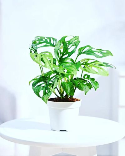 Online Plant Sales & Delivery