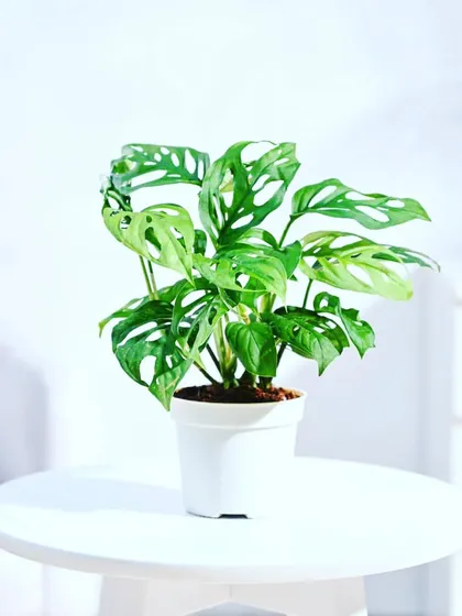 This is the Monstera Adansonii, also known as the Swiss Cheese plant. It's very popular right now, and its unique leaves with natural holes make it a fun addition to any plant collection.