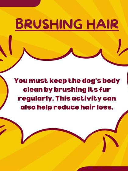 A quick tip on hair care. Brushing your dog's fur regularly not only keeps them clean and reduces shedding around the house, but it's also great for their skin and coat health.