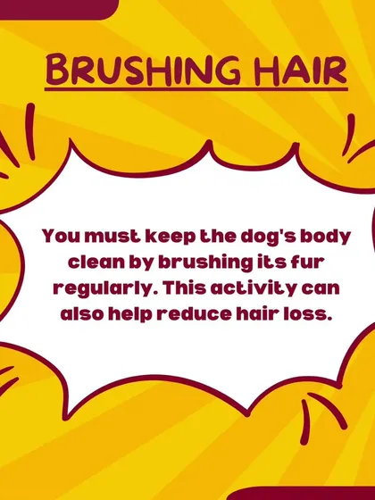 A quick tip on hair care. Brushing your dog's fur regularly not only keeps them clean and reduces shedding around the house, but it's also great for their skin and coat health.