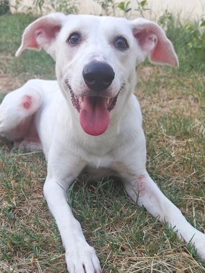 This is Pippa, an Indie pup with sensitive skin. We provided a medicated bath as part of her grooming to help with her skin infections, tailoring our service to her specific health needs.
