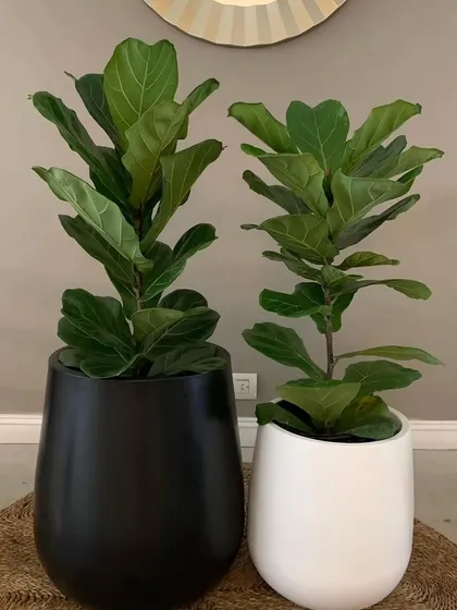 The Fiddle Leaf Fig is a statement plant. Here are two of them in stylish black and white planters, ready to become the focal point of a room. They are indoor plants that require minimal watering.