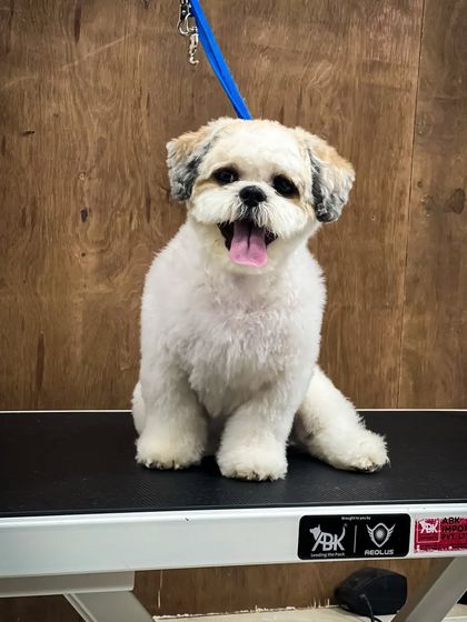 Pets Forever - Full Service Dog Grooming Shih Tzu Styling: My Specialty photo 27