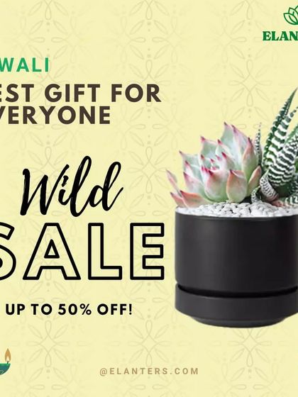 Gifting Green: Plants for Every Occasion photo 12