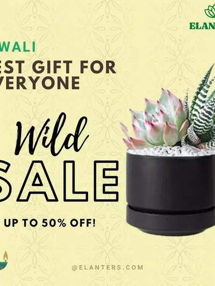 My Diwali wild sale is on. Find the best gift for everyone with up to 50% off on beautiful succulents and other festive plants.
