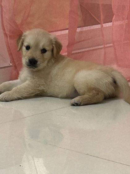 Star Pups - Pet Boarding & Daycare Puppy Paradise photo 14