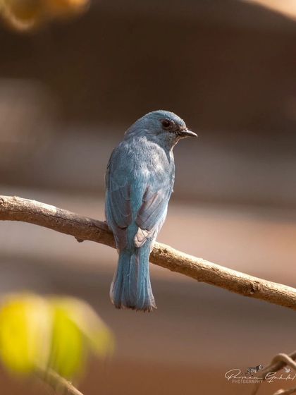 A female Verditer Flycatcher, which is a duller shade of blue than the male.
