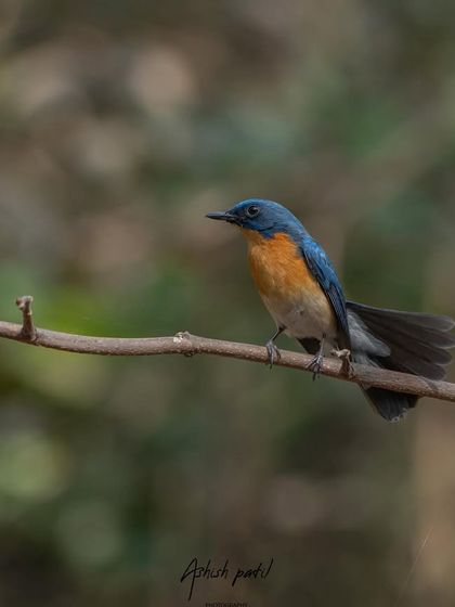 A classic portrait of the Tickell's Blue Flycatcher, perched perfectly on a branch.