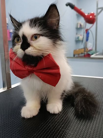 Mamppi Deb - Pet Grooming & Styling Feline Friends: Cat Grooming photo 16