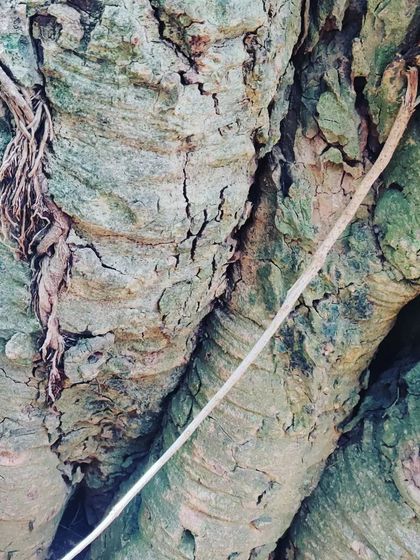 The Earth School - Nature & Community Engagement Programs City Explorers: Discovering Bangalore's Green Spaces photo 9