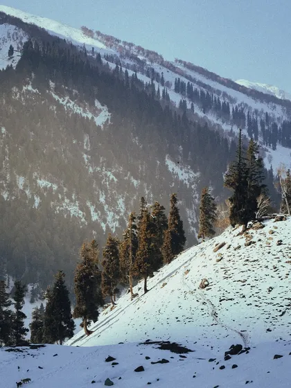 The winter sun casts a beautiful light on the snow-dusted pine trees covering the slopes of a mountain in Kashmir. The landscape feels both vast and intimate.