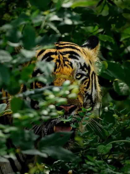 Peeking through the dense foliage, a tiger's gaze is a powerful reminder that in the jungle, you are always being watched. This image from Tadoba highlights their mastery of camouflage.