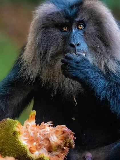 A Lion-tailed Macaque feasts on a jackfruit. These primates are endemic to the Western Ghats of South India and are a flagship species for the conservation of this unique habitat.