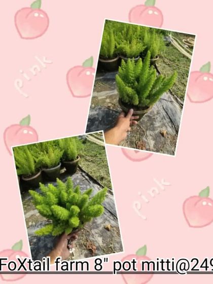 A collage showing the Foxtail Fern. Its arching plumes of light green, needle-like leaves look great in hanging baskets.