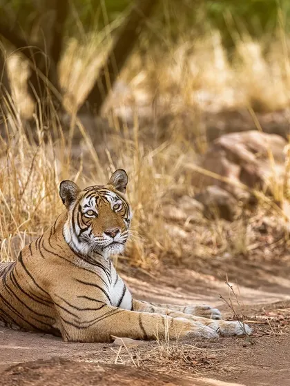 Laila, T41, the queen of the Berda and Bakola areas, resting in the shade. Knowing the history and lineage of these animals makes every sighting more special.