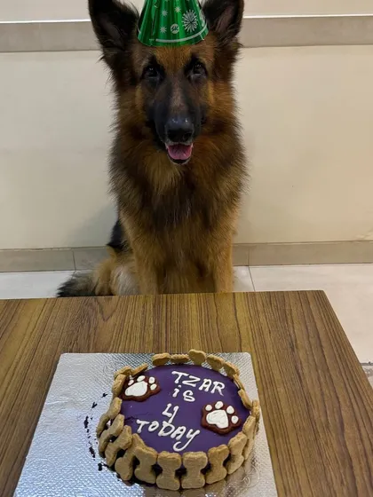 Meet Tzar, a majestic German Shepherd, enjoying his custom Tailored Pawty Cake with blueberry icing. We love celebrating dogs of all shapes and sizes and offer unique cakes to match their personality.