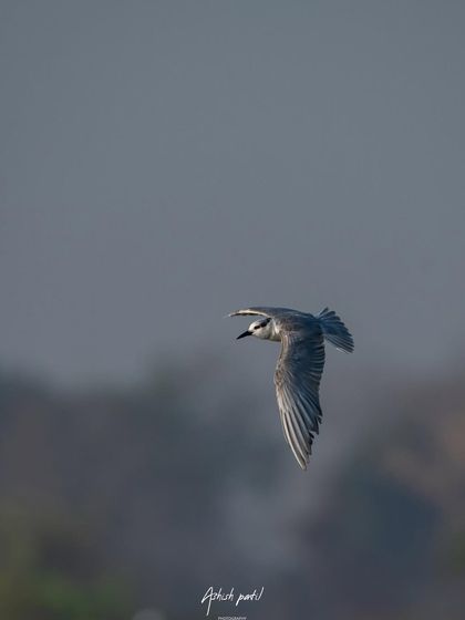 A Whiskered Tern in flight, caught mid-call. This action shot captures not just movement but also sound and emotion.