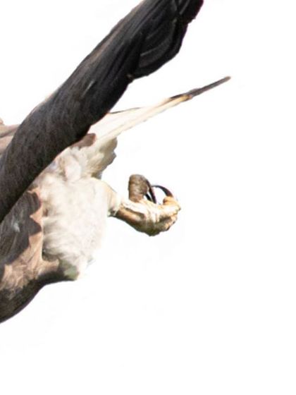A close-up crop of the diving eagle, focusing on its head and talons. This perspective provides a more intense view of the predator's focus and power, isolated against the bright, minimalist background.