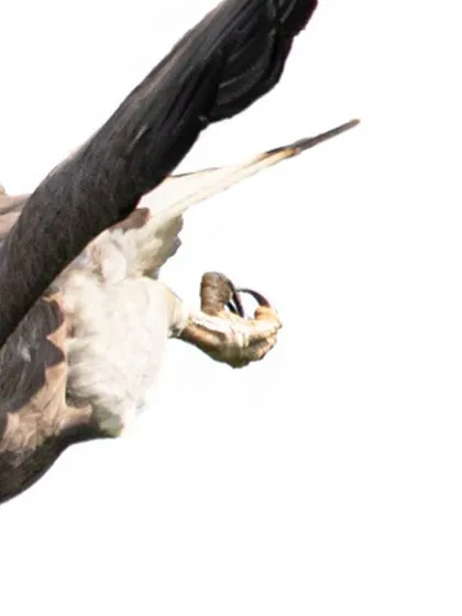 Another frame from the Grey-headed fish-eagle's dive sequence. This high-key shot offers a detailed look at the bird's focused eye and sharp talons, ready for action, against a stark white background.