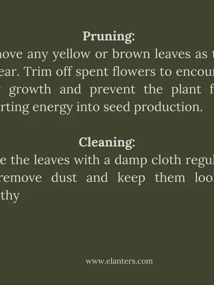 Peace Lily Care Part 3: Pruning and Cleaning. Regularly remove yellow leaves and spent flowers to encourage new growth. Wiping the leaves with a damp cloth keeps them healthy and dust-free.
