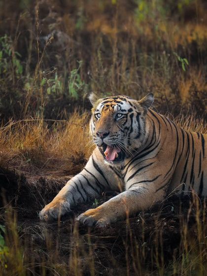 Tigers of India's Jungles photo 31