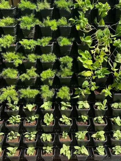 A detailed shot of a living wall section, featuring delicate dill and lush money plants. Each pot contributes to the overall design, creating a healthy and beautiful micro-ecosystem.