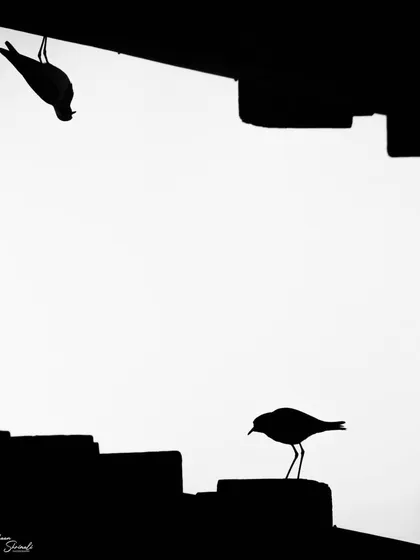 I call this the 'Mirror Dimension'. It's an in-camera double exposure of a Red Wattled Lapwing. I took the first overexposed shot, then flipped my camera 180 degrees and took the second, creating this surreal, symmetrical silhouette.