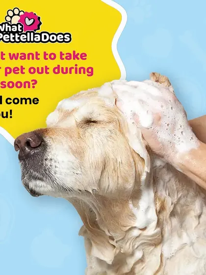 Don't let the Bangalore monsoon or traffic make vet and grooming visits a chore. Our mobile service van comes to you, rain or shine, so your pet can get a professional bath and health check without the stress of travel. Here, a happy Golden Retriever enjoys a warm, sudsy bath at home.