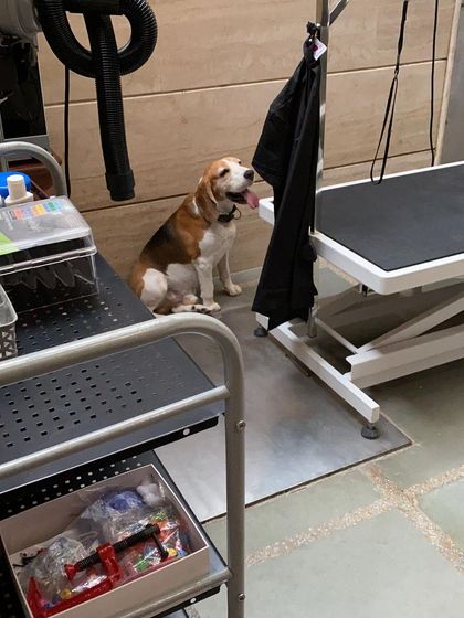 Max waiting patiently by the grooming station, a very good boy.