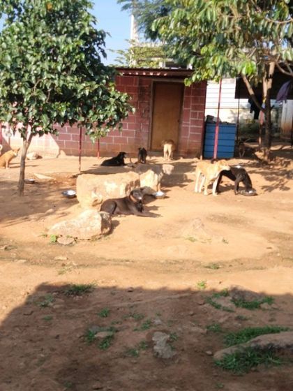 A view of the outdoor area at the Sarvoham shelter, where dogs can socialize and relax in the sun.