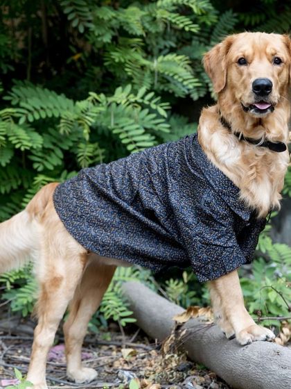 WoofWoof Stories - Commercial Pet Photography Pet Apparel & Accessories photo 22