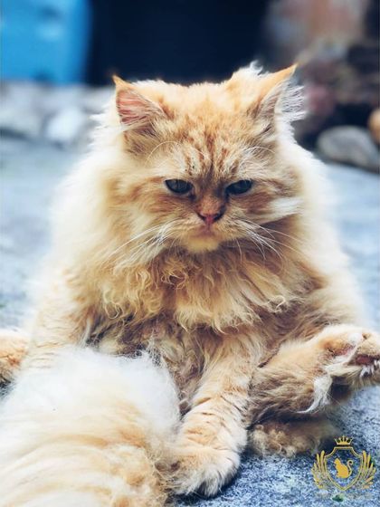 The Cat House - Cat Boarding Cozy Corners & Nap Time photo 6