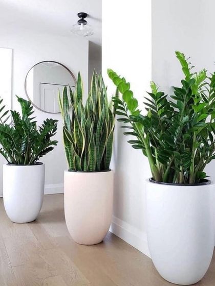 Rakshith Landscaping - Landscape Design & Installation Plant & Tree Supply photo 27