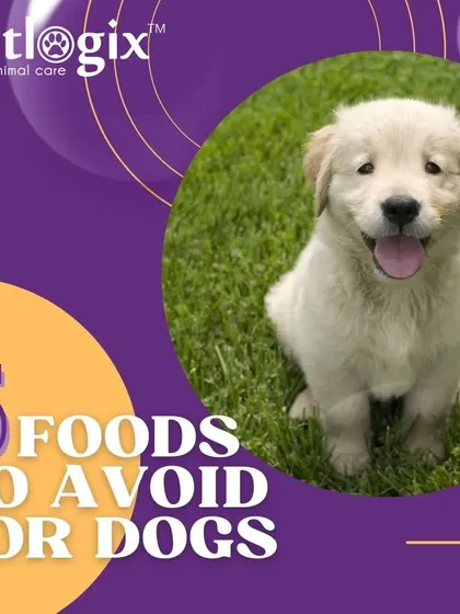 Sharing is caring, but some foods are dangerous for dogs. This graphic lists common foods to avoid to keep your four-legged friend safe.
