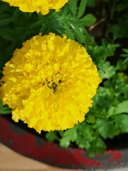 Bhardwaj - Urban Gardening Consultation A Riot of Colorful Flowers photo 60