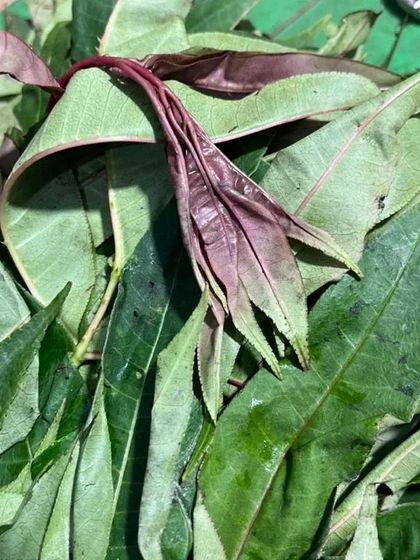 A pile of fresh leaves, possibly from a type of sour fruit tree. These are used in certain curries to add a tangy flavor.