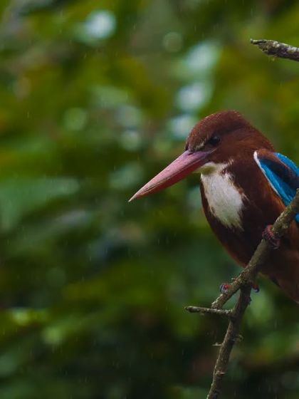 A White-throated Kingfisher perched in a dense green forest setting. The rich colors and moody lighting give this portrait a cinematic feel.