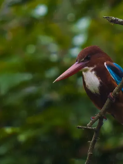 A White-throated Kingfisher perched in a dense green forest setting. The rich colors and moody lighting give this portrait a cinematic feel.