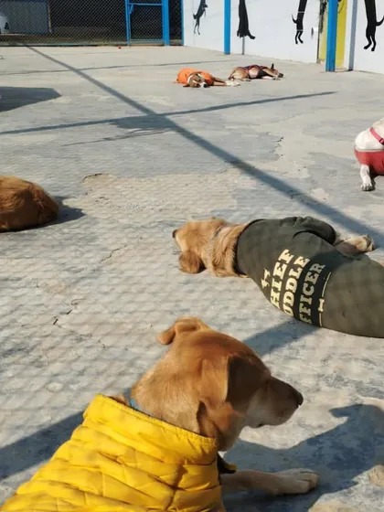 Our Chief Cuddle Officer taking his job very seriously, leading the pack in a group nap session.