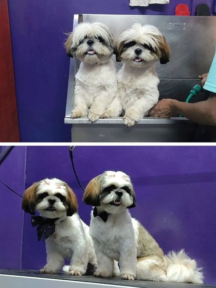 Bengaluru Pet Company - Pet Grooming Our Happy Clients photo 96