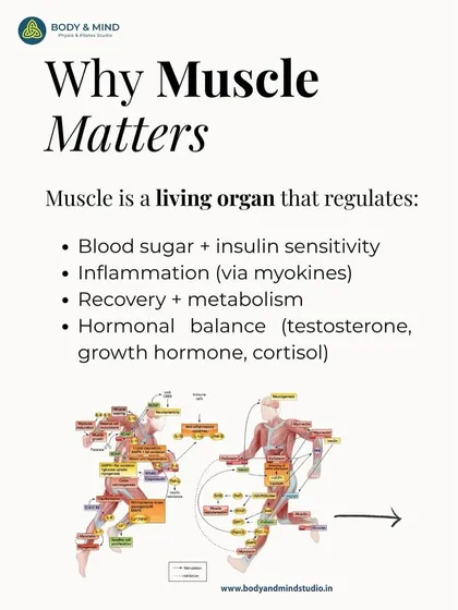Muscle is a metabolic organ, crucial for regulating blood sugar, inflammation, and hormones. My nutritional guidance is designed to support not just weight management, but the building and preservation of this vital tissue for long-term health and longevity.