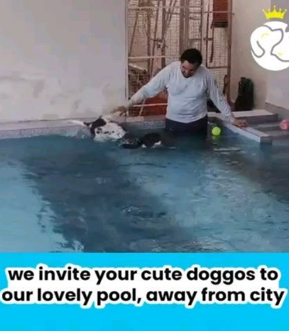 We invite your cute doggos to our lovely pool, a peaceful escape from the city. It's the perfect place for them to relax, swim, and play in clean, fresh water.