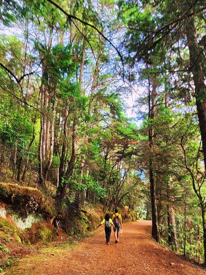A couple walking hand-in-hand on a trail in the forest. Our trips are perfect for couples looking for a romantic adventure.