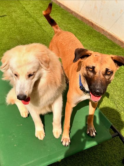 Two friends, a Himalayan Shepherd and an Indie, enjoying the sun on the cool-down cot.