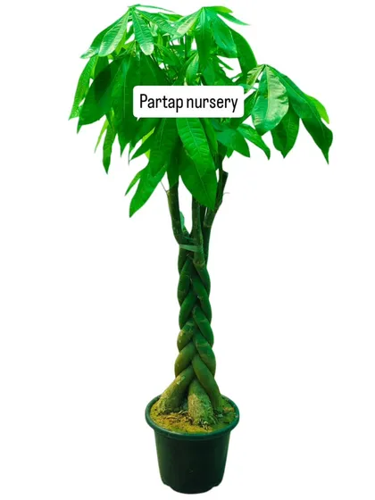 This is a beautifully braided Money Tree, also known as Pachira aquatica. It's a popular indoor plant believed to bring good fortune and prosperity, making it a perfect addition to a home or office.