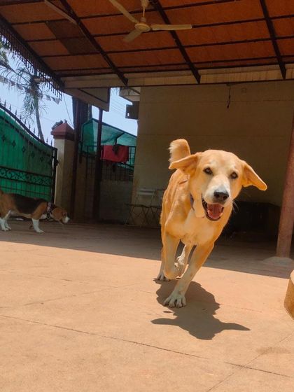 Stay - Dog Daycare Happy Faces of Stay photo 50