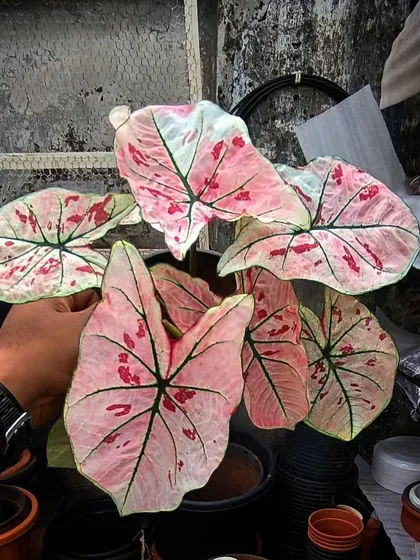The colors on this Caladium are just incredible. We love finding these vibrant, eye-catching plants that bring so much life and personality to any collection.