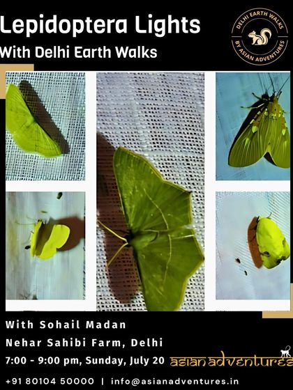 Butterfly & Insect Encounters photo 13