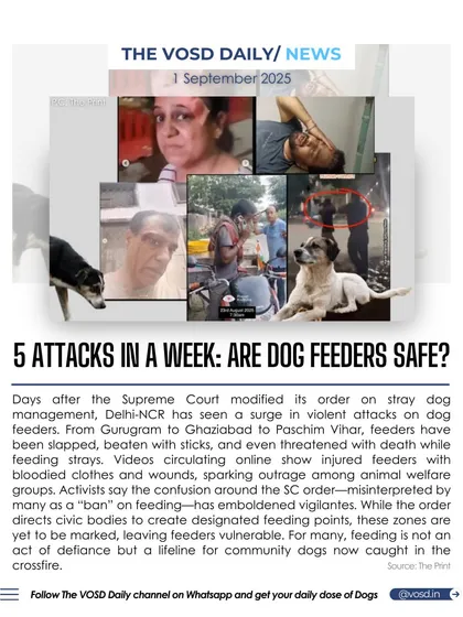 In just one week, five dog feeders were attacked in Delhi-NCR, even though the law is on their side. I believe knowledge is power, so I provide clear, factual information on your legal rights, like Article 51A(g) and Rule 20, to empower you to feed strays safely and stand up against illegal harassment.